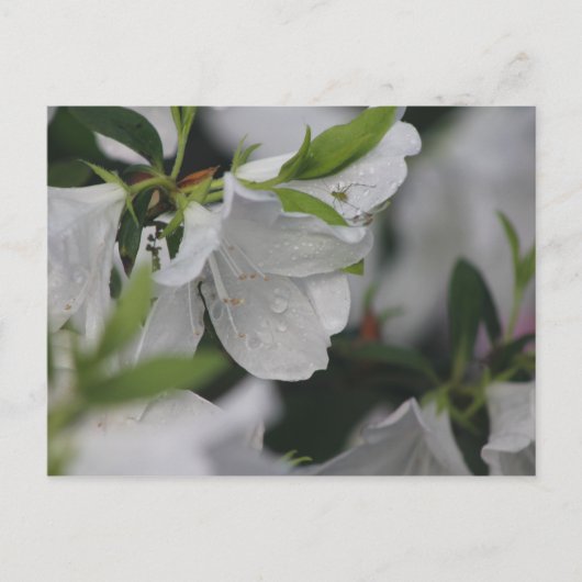Bug über eine Azalea Postkarte (Vorderseite)