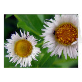 Bug und weiße Blume (Vorderseite (Horizontal))