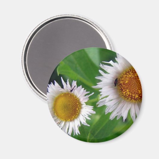 Bug und weiße Blume Magnet (Vorderseite/Rückseite)