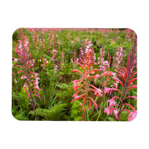 Bugel-Lilie (Watsonia) Blume, Ostkap Magnet