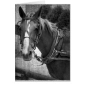 Buggy Pferd am Hitching Post (Vorne)