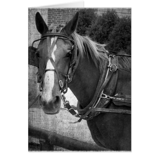 Buggy Pferd am Hitching Post (Vorne)