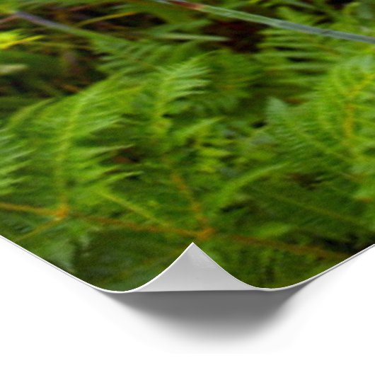 Bugle Lily Flower, Eastern Cape Poster (Ecke)