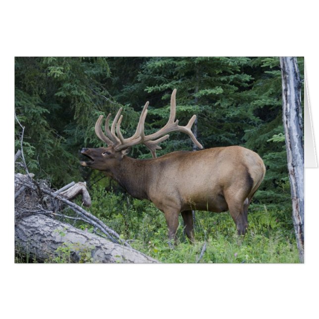 Bugling Elk in Banff National Park, Kanada. (Vorderseite (Horizontal))