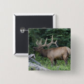 Bugling Elk in Banff National Park, Kanada. Button (Vorne & Hinten)