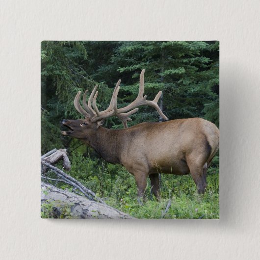 Bugling Elk in Banff National Park, Kanada. Button (Vorderseite)