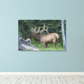 Bugling Elk in Banff National Park, Kanada. Leinwanddruck (Insitu (Holzboden))
