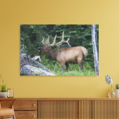 Bugling Elk in Banff National Park, Kanada. Leinwanddruck (Insitu (Wohnzimmer))