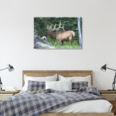 Bugling Elk in Banff National Park, Kanada. Leinwanddruck (Insitu (Schlafzimmer))