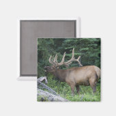 Bugling Elk in Banff National Park, Kanada. Magnet (Vorderseite/Rückseite)