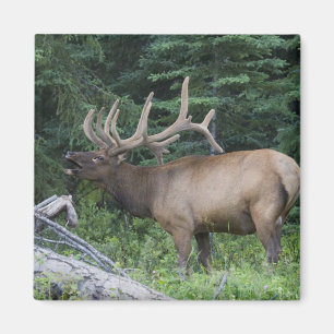 Bugling Elk in Banff National Park, Kanada. Magnet