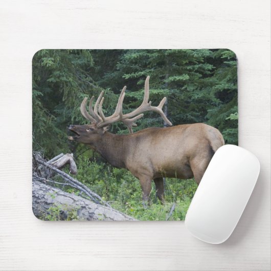 Bugling Elk in Banff National Park, Kanada. Mousepad (Mit Mouse)