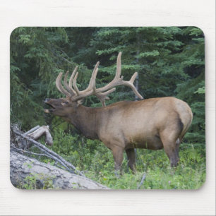 Bugling Elk in Banff National Park, Kanada. Mousepad