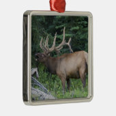 Bugling Elk in Banff National Park, Kanada. Silbernes Ornament (Rechts)