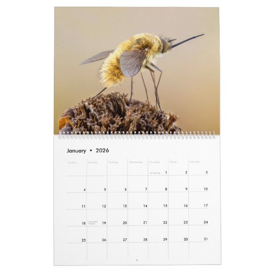 BUGS UPCLOSE 2021 KALENDER (Jan 2026)