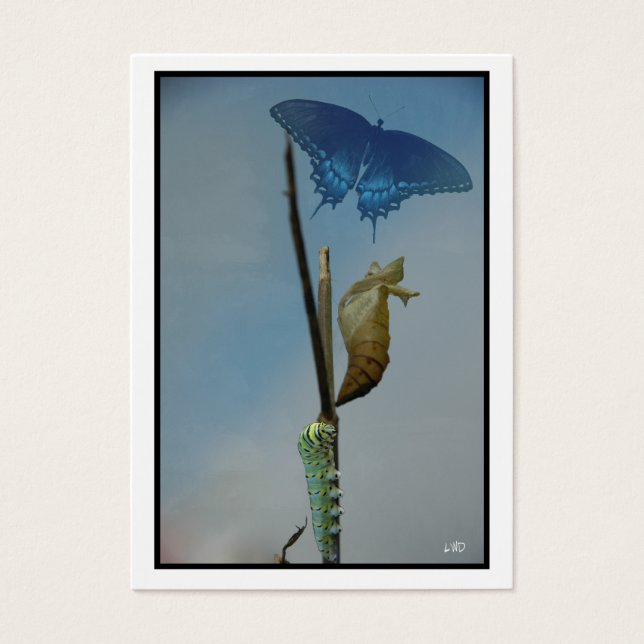 Bühnen~ Butterfly ACEO Kunsthandwerkskarten Busine (Vorderseite)