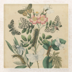 Bühnen des Schmetterlings-Lebens durch Glasuntersetzer