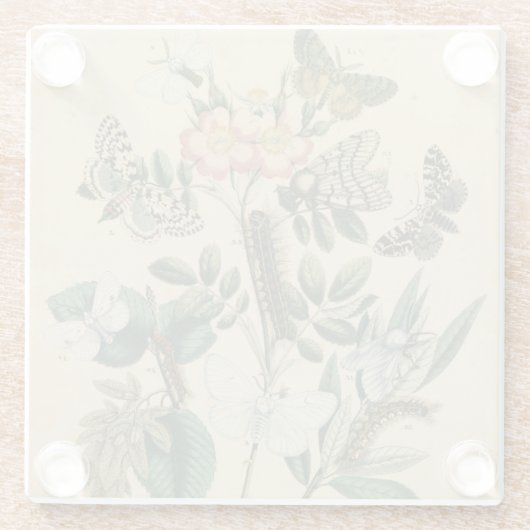 Bühnen des Schmetterlings-Lebens durch Glasuntersetzer (Rückseite)