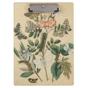 Bühnen des Schmetterlings-Lebens durch Klemmbrett