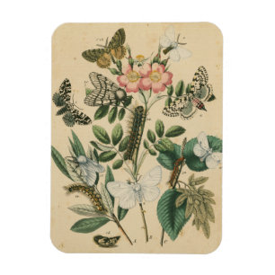 Bühnen des Schmetterlings-Lebens durch Magnet