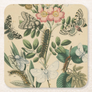 Bühnen des Schmetterlings-Lebens durch Rechteckiger Pappuntersetzer