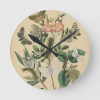 Bühnen des Schmetterlings-Lebens durch