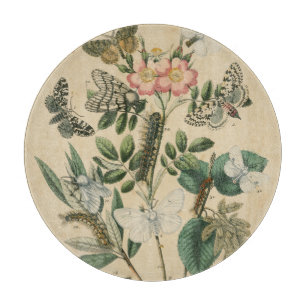 Bühnen des Schmetterlings-Lebens durch Schneidebrett