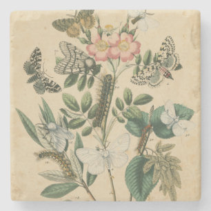 Bühnen des Schmetterlings-Lebens durch Steinuntersetzer