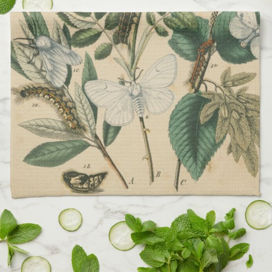 Bühnen des Schmetterlingslebens von Vision Studio Handtuch (Gefaltet)