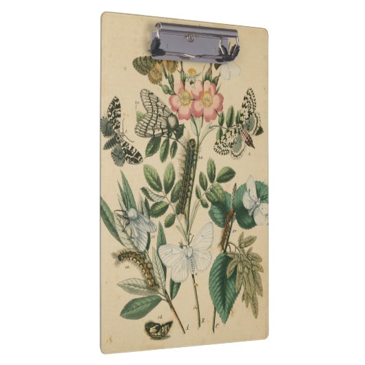 Bühnen des Schmetterlingslebens von Vision Studio Klemmbrett (Rechts)