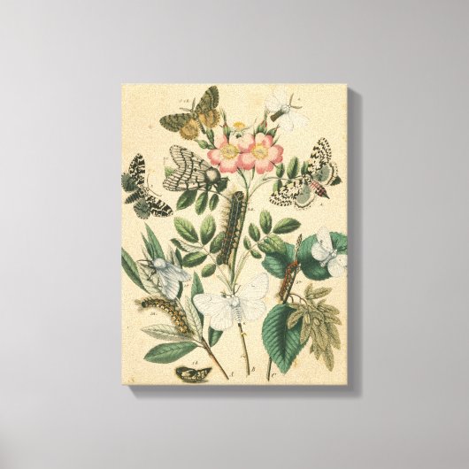 Bühnen des Schmetterlingslebens von Vision Studio Leinwanddruck (Vorderseite)