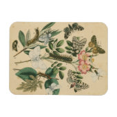 Bühnen des Schmetterlingslebens von Vision Studio Magnet (Horizontal)