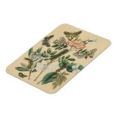 Bühnen des Schmetterlingslebens von Vision Studio Magnet (Linke Seite)