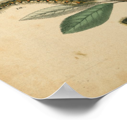 Bühnen des Schmetterlingslebens von Vision Studio Poster (Ecke)