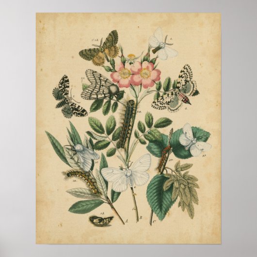 Bühnen des Schmetterlingslebens von Vision Studio Poster (Vorne)