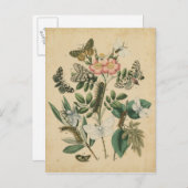 Bühnen des Schmetterlingslebens von Vision Studio Postkarte (Vorne/Hinten)