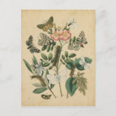 Bühnen des Schmetterlingslebens von Vision Studio Postkarte (Vorderseite)