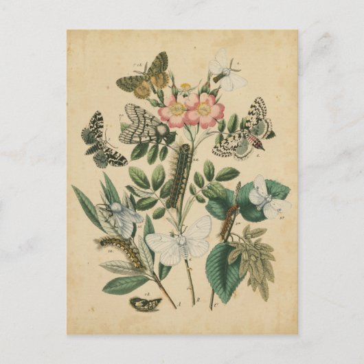 Bühnen des Schmetterlingslebens von Vision Studio Postkarte (Vorderseite)