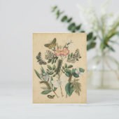 Bühnen des Schmetterlingslebens von Vision Studio Postkarte (Stehend Vorderseite)