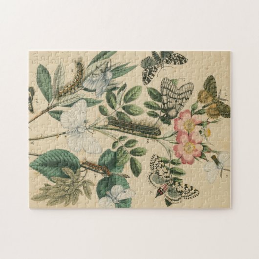 Bühnen des Schmetterlingslebens von Vision Studio Puzzle (Horizontal)