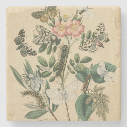 Bühnen des Schmetterlingslebens von Vision Studio Steinuntersetzer (Vorderseite)