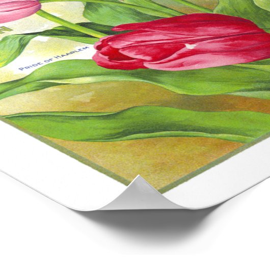 Bulben und Saatgut 1912 Poster (Ecke)