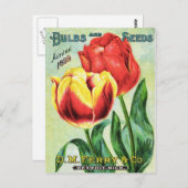 Bulben und Samen Rot und Gelb Postkarte (Vorne/Hinten)
