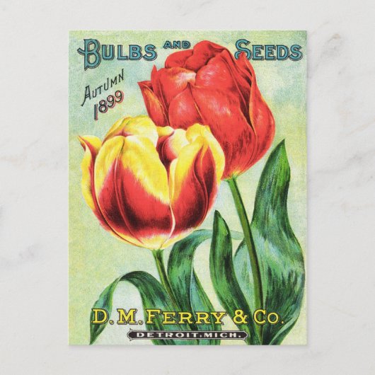 Bulben und Samen Rot und Gelb Postkarte (Vorderseite)