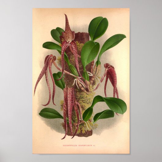Bulbophyllum Grandiflorum Vintag Wine Orchideen Poster (Vorne)