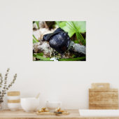 Bulgarien Inquinans Poster (Küche)