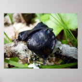 Bulgarien Inquinans Poster (Vorne)