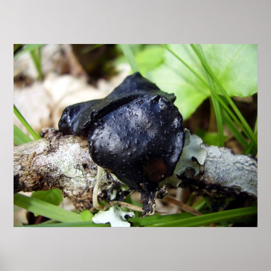 Bulgarien Inquinans Poster (Vorne)