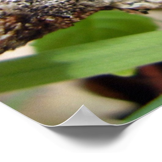 Bulgarien Inquinans Poster (Ecke)