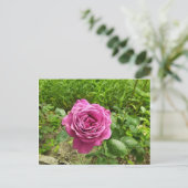 Bulgarische lila Rose Postkarte (Stehend Vorderseite)